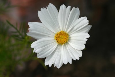 Garsington cosmos, 2009 door Sarah OToole